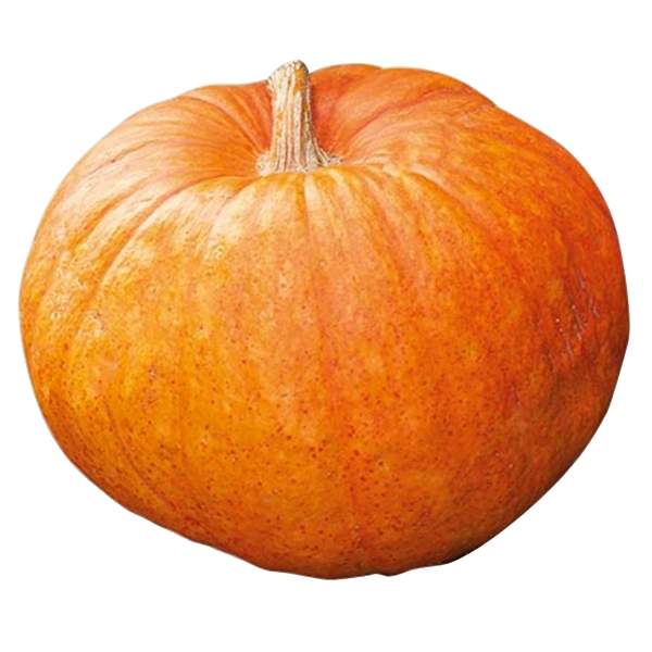 FRESH VEGETABLES SQUASH NOCCIOLA £2.75 AL KG (APPROX 11 KG) - ONLY LONDON AREA