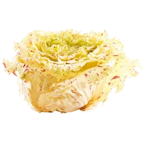 FRESH VEGETABLES CICORY/RADICCHIO CASTELFRANCO £3.5 AL KG (APPROX 4 KG) - ONLY LONDON AREA