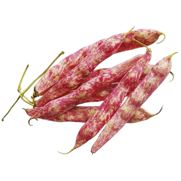 FRESH VEGETABLES BEANS BORLOTTI £7.18 AL KG (APPROX 6.5 KG) - ONLY LONDON AREA