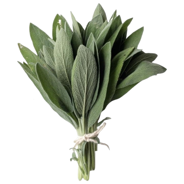 FRESH VEGETABLES HERB SAGE X10 BUNCHES OF 100 GR (1 in a box ) - ONLY LONDON AREA