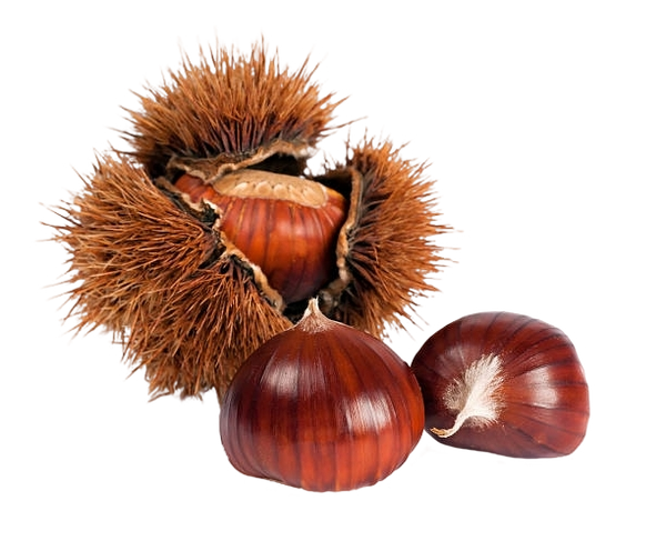 FRESH FRUITS CHESTNUT RICCI (1 IN A BOX) - ONLY LONDON AREA