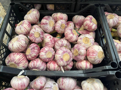 FRESH VEGETABLES GARLIC PINK £5.37 AL KG (APPROX 5.9 KG) - ONLY LONDON AREA