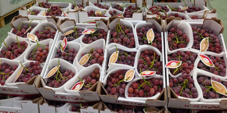 FRESH FRUITS GRAPES SEEDLESS ROSE £7.37 AL KG (APPROX 7 KG) - ONLY LONDON AREA
