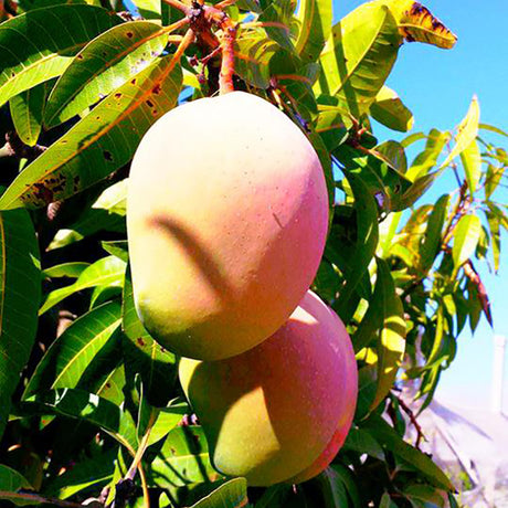 FRESH FRUITS MANGO ITALIAN SICILY £11.88 AL KG (APPROX 4.2 KG) - ONLY LONDON AREA