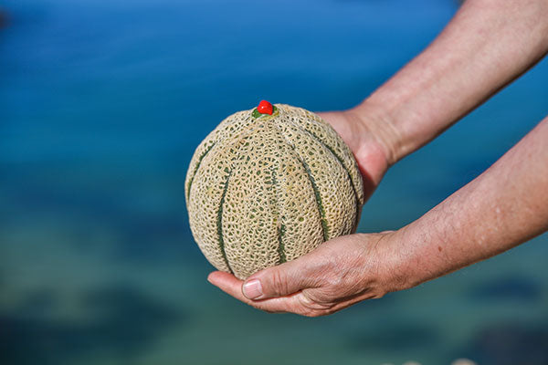 FRESH FRUITS MELON RED FALCON X6 £3.5 AL KG (APPROX 6.45 KG) - ONLY LONDON AREA