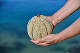FRESH FRUITS MELON RED FALCON X6 £3.5 AL KG (APPROX 6.45 KG) - ONLY LONDON AREA