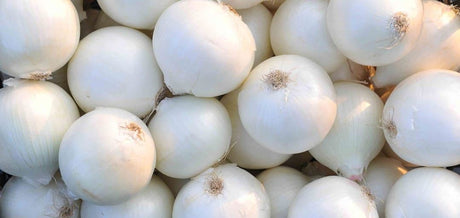 FRESH VEGETABLES ONION WHITE 60/80 £2.38 AL KG (APPROX 10 KG) - ONLY LONDON AREA