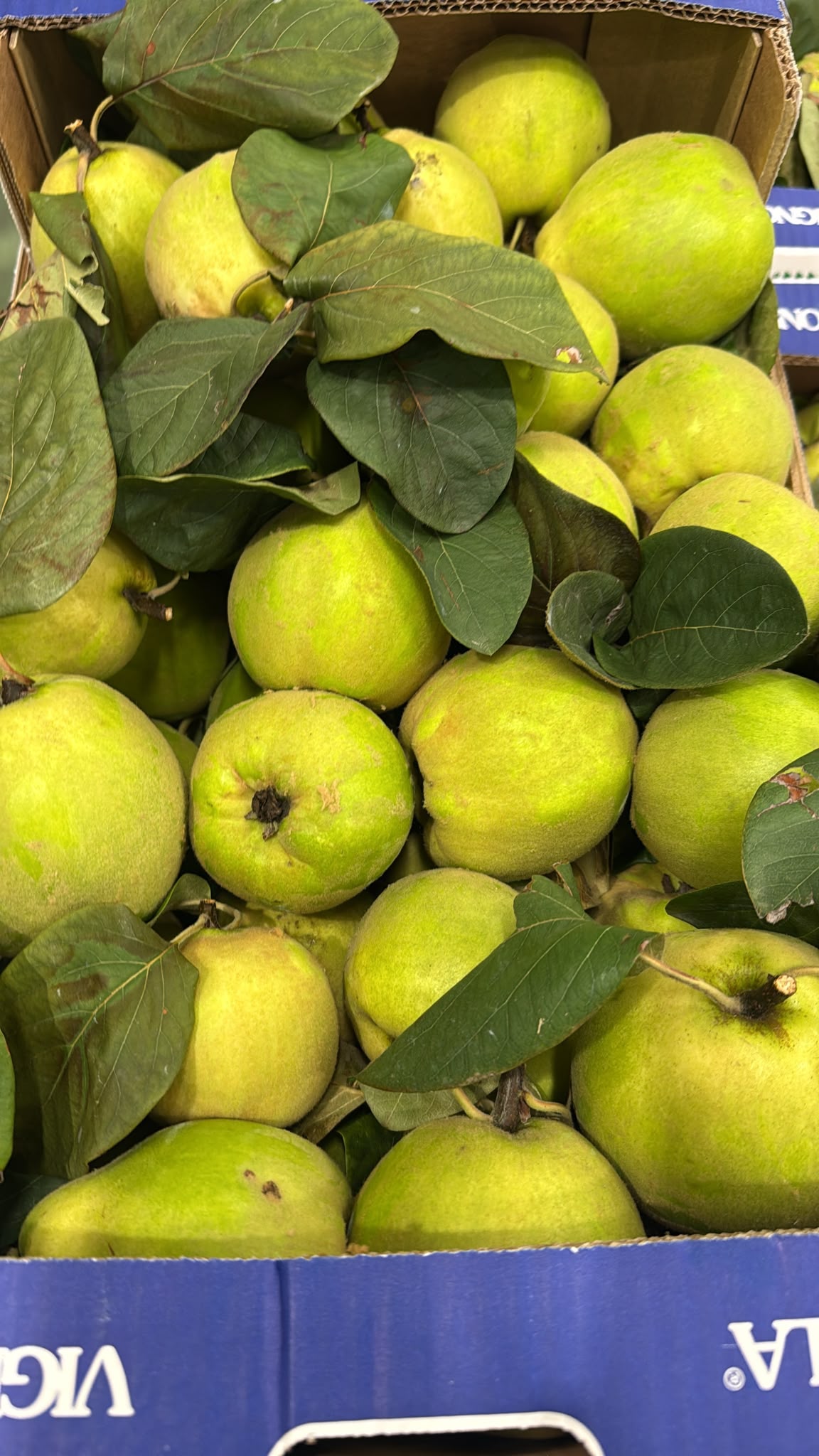 FRESH FRUITS PEAR QUINCE LEAFY £2.93 AL KG (APPROX 9 KG) - ONLY LONDON AREA