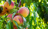 FRESH FRUITS PEACH NECTARINE TRY CAL 24 £3.43 AL KG (APPROX 4.9 KG) - ONLY LONDON AREA