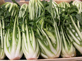 FRESH VEGETABLES PUNTARELLA £2.93 AL KG (APPROX 6 KG) - ONLY LONDON AREA