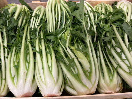 FRESH VEGETABLES PUNTARELLA £2.93 AL KG (APPROX 6 KG) - ONLY LONDON AREA