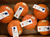 FRESH VEGETABLES SQUASH NOCCIOLA £2.75 AL KG (APPROX 11 KG) - ONLY LONDON AREA