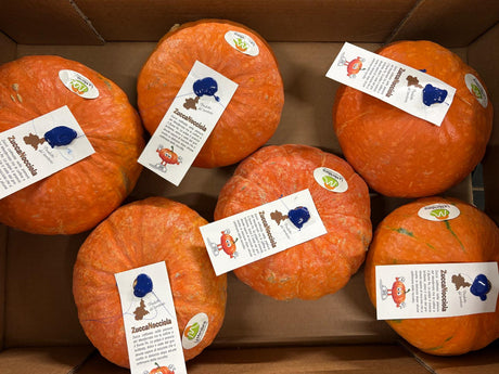 FRESH VEGETABLES SQUASH NOCCIOLA £2.75 AL KG (APPROX 11 KG) - ONLY LONDON AREA