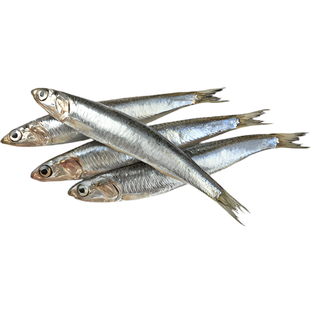D'AMICO ANCHOVIES FILLETS IN OIL 80 GR (12 in a box)