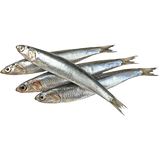 D'AMICO ANCHOVIES FILLETS IN OIL 80 GR (12 in a box)