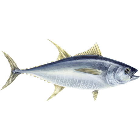 CALLIPO TUNA IN OLIVE OIL TIN 80 GR X3 (8 in a box)