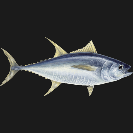 RIOMARE TUNA IN OLIVE OIL 80 GR X6 (18 in a box)