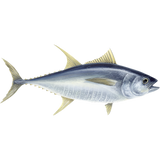 RIOMARE - SMALL QUANTITY - TUNA IN OLIVE OIL 80 GR X4 (6 in a box/24 tins)