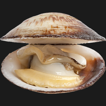 ZAROTTI PASTA SAUCE SUGO CLAM 110 GR (12 in a box)